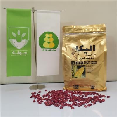 بذر هیبرید ذرت فوق شیرین با نام الیکا